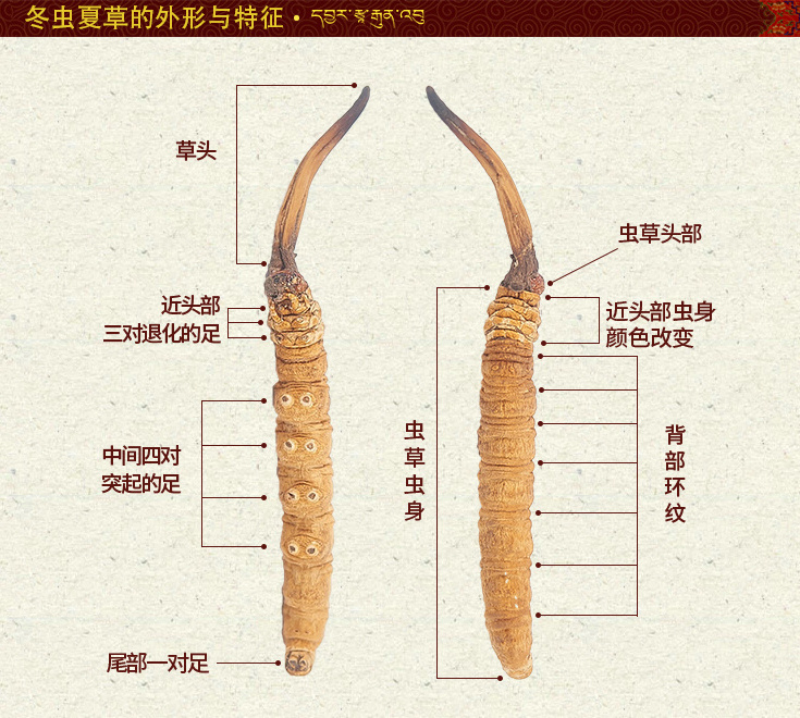 冬蟲(chóng)夏草圖片,那曲冬蟲(chóng)夏草的圖片,冬蟲(chóng)夏草的樣子與外形,那曲蟲(chóng)草圖片,冬蟲(chóng)夏草的外觀