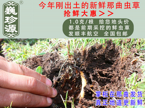 新鮮冬蟲夏草,頭期新鮮蟲草,巍珍源1克/根新鮮那曲冬蟲夏草頭草
